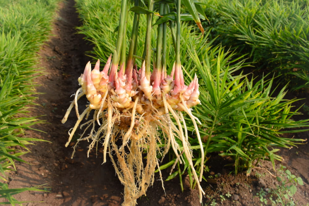 Image of fresh ginger root at the freshly dug plant.