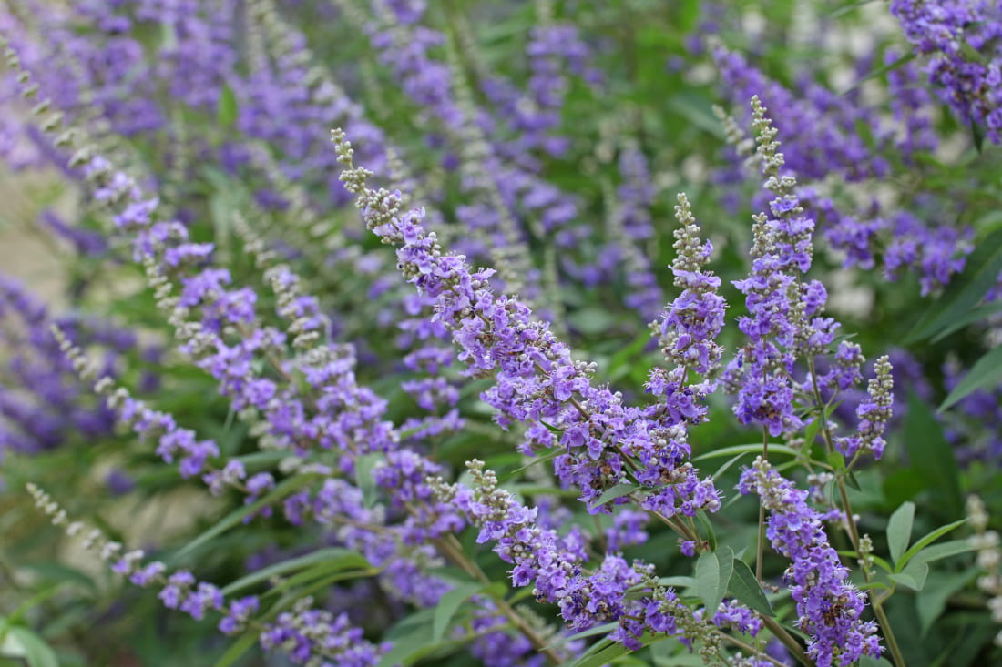 Close-up of chaste tree with small purple flower clusters.