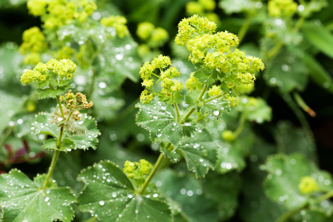 Close-up of lady’s mantle with small yellow flowers.