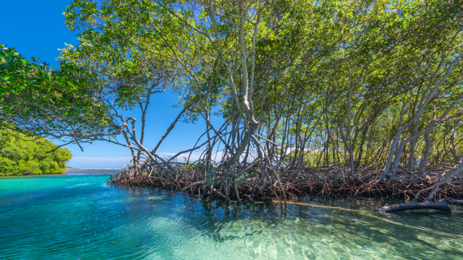Tropische Mangroven