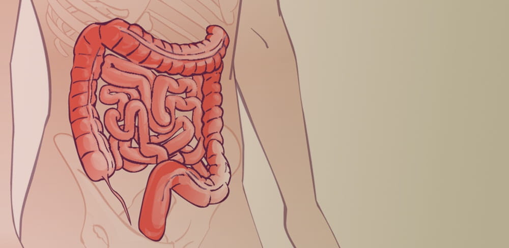Diagram of the gut