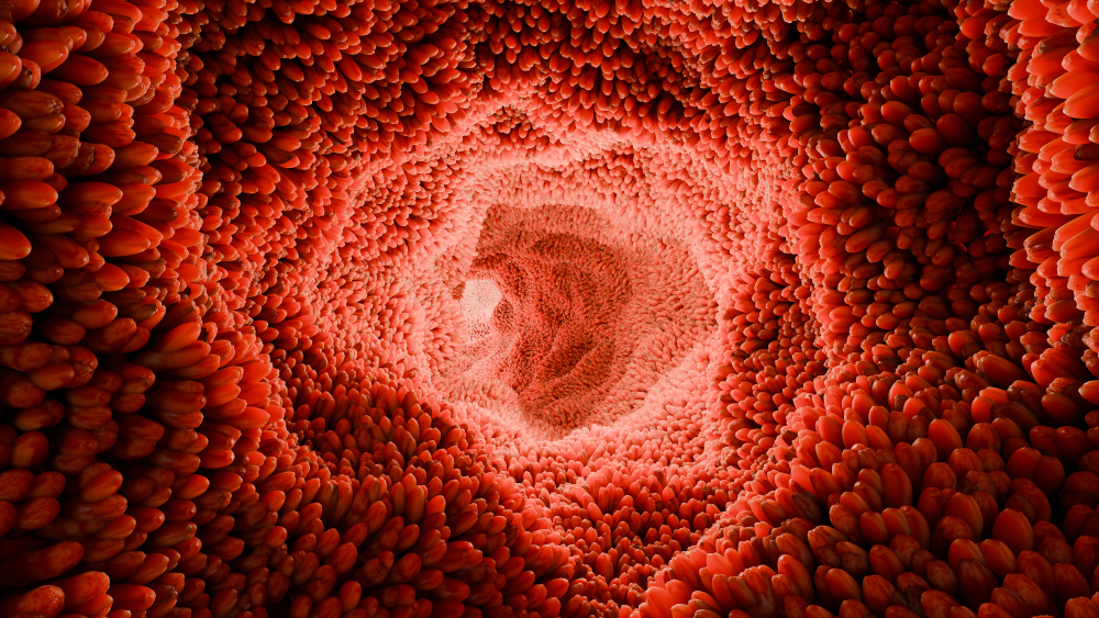 Diagram of the intestinal wall