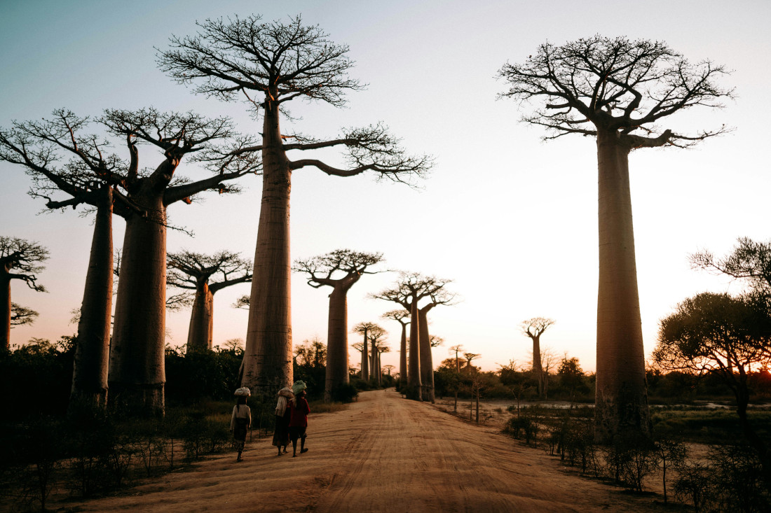 Path with trees in Africa