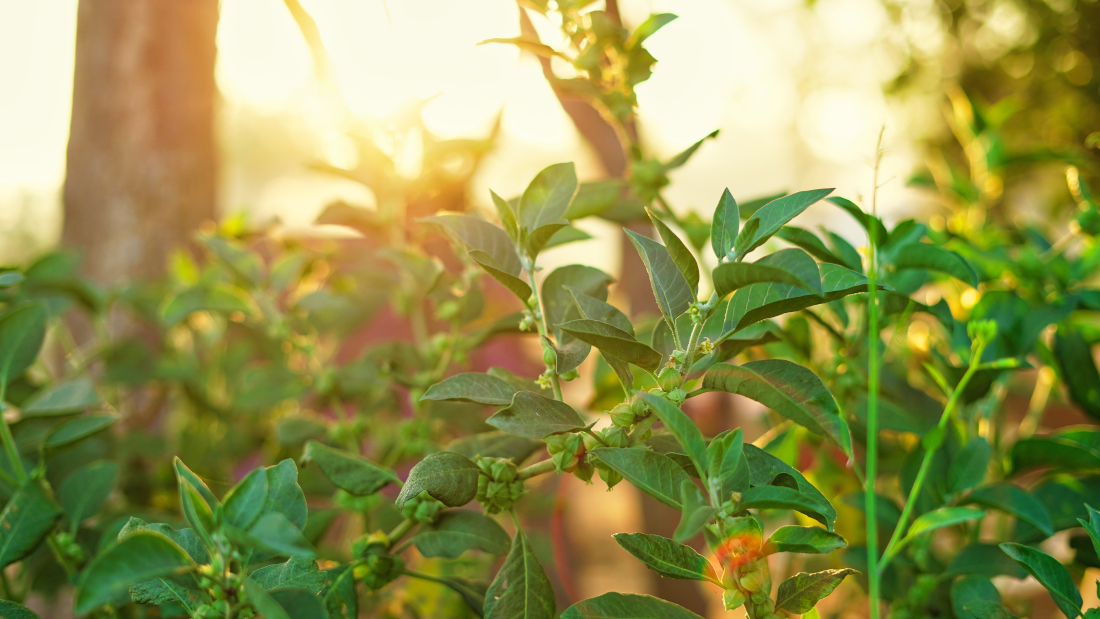 Ashwagandha plant