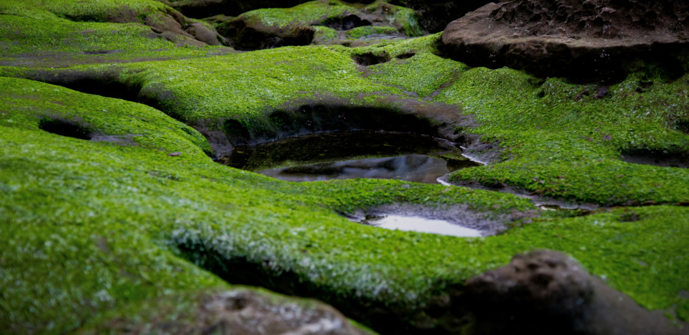 Green algae on stones