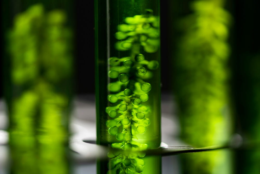 Alga in test tube