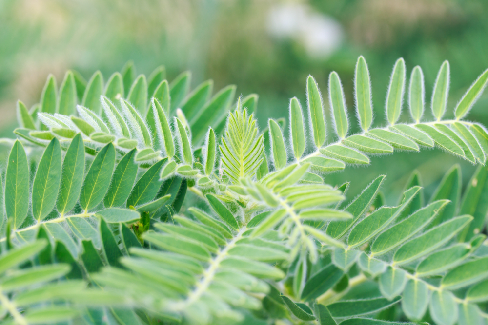 Astragalus: plant with pale green leaves with fine hairs on the leaf edges.