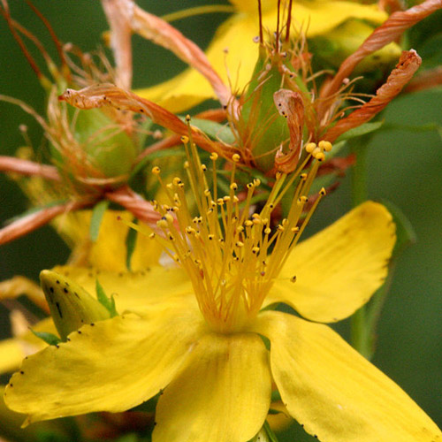 Hypericum.jpg