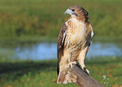 Red_Tailed_Hawk.jpg