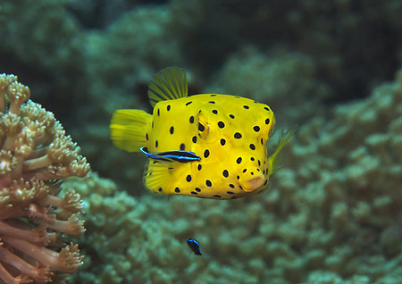 Yellow_Boxfish_(Ostracion_cubicus)_450px.jpg