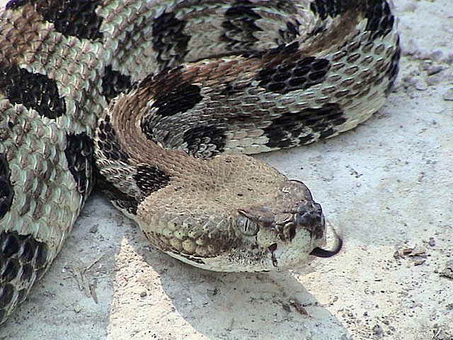 crotalus-horr.jpg