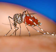 Chikungunya