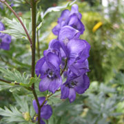 Aconitum