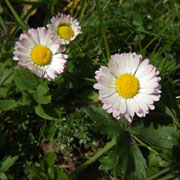 Bellis prennis
