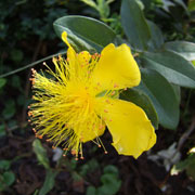 Hypericum