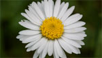13_0705_bellis_perennis_150.jpg