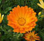calendula_90.jpg