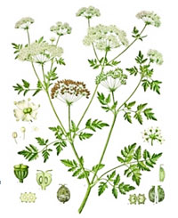 conium_maculatum_200.jpg