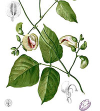 fabaceae_V2_200.jpg