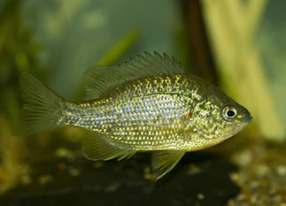 sunfish